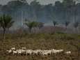 G7-landen trekken 20 miljoen euro noodhulp uit voor Amazone