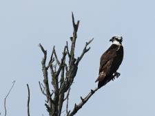 Na periodes van diepgewortelde haat gaat het roofvogels voor de wind