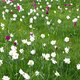 Tips, tricks en trends voor in de tuin: de revival van de moestuin