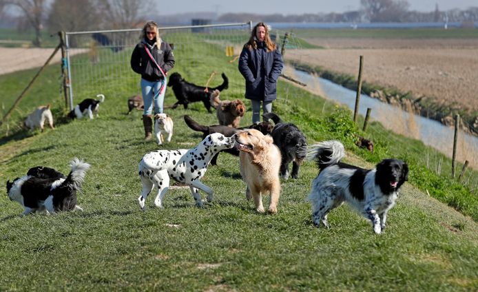 In 's-Gravendeel worden de honden onder meer op de dijken uitgelaten door Hondenuitlaatservice Streef van Sandra Streefkerk.