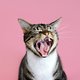 Winactie op Dierendag: maak kans op het boek ‘Wij, katten’