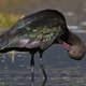 De bedreigde puna-ibis krijgt een kans in ZooParc Overloon