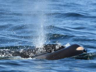 Jonge orka gestorven in groep van rouwende mama die overleden kalfje 17 dagen meedroeg