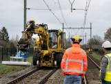 De das was bijna uitgestorven, maar doet het nu (te) goed: ‘Spuit in de kont is nu enige oplossing in Esch’