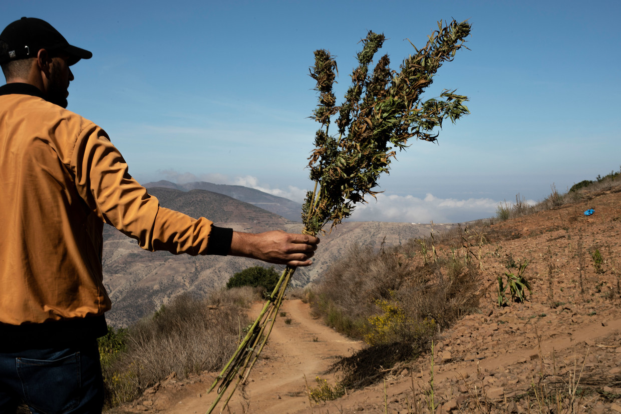 Imad Zemmouri toont een pas geoogste cannabisplant in het Marokkaanse Rifgebergte. Beeld Cesar Dezfuli