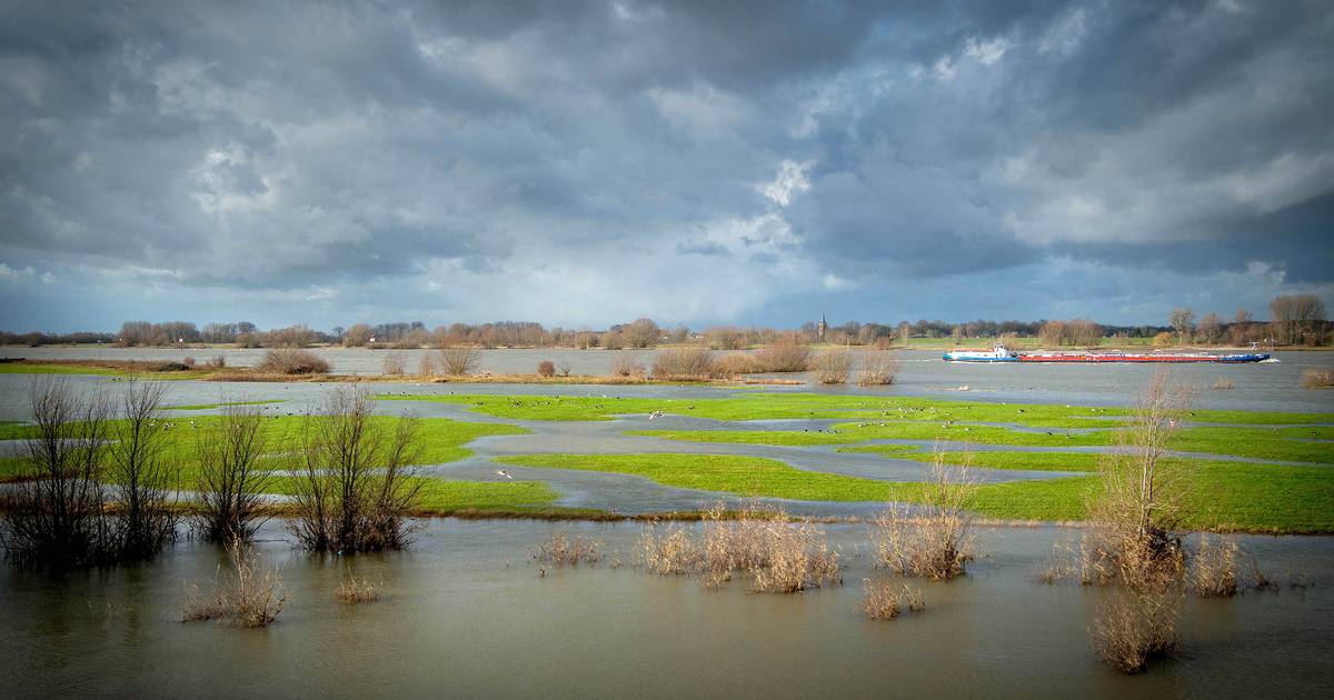 Plan voor meer natuur in uiterwaarden langs de Waal bereikt volgende fase - BD.nl