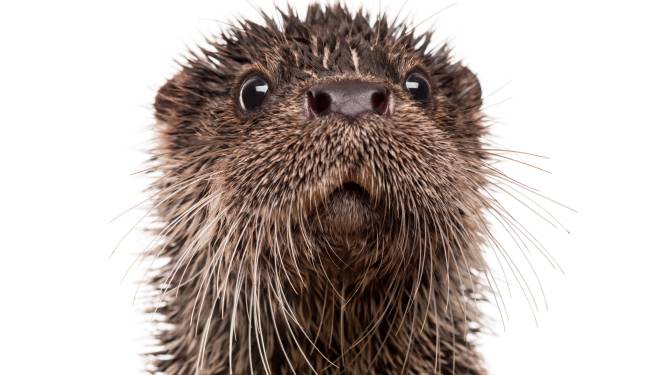 Otter gespot in Maas bij Lithoijen: 'Kop zo groot als babyhoofdje'