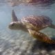 Onderzoek naar effect gps op schildpadden in een windtunnel