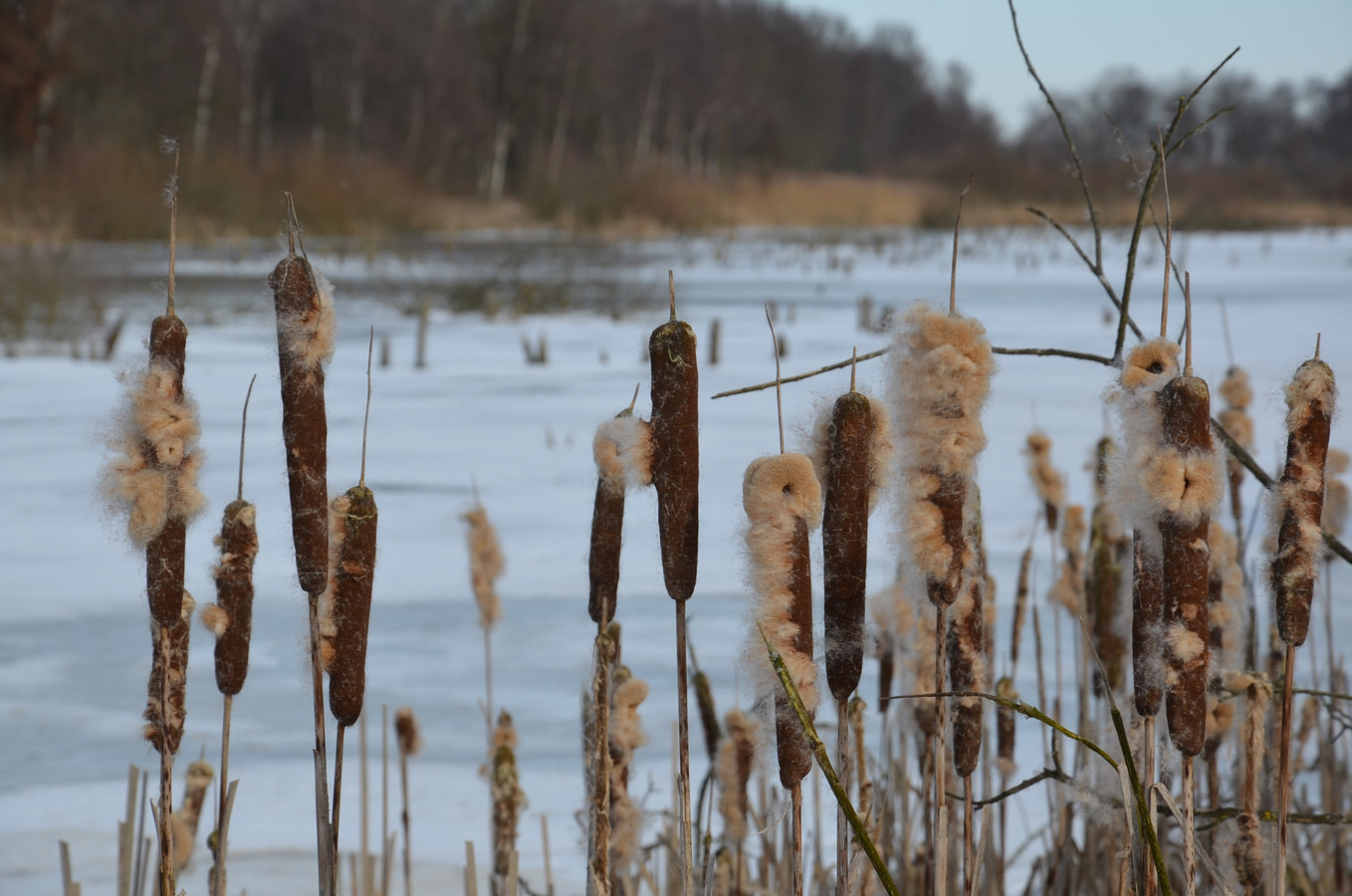 Deurnese Peel in februari 2021. Foto Gervaas Albers