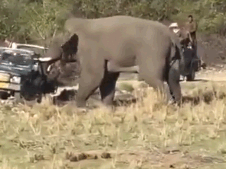 Razende olifant jaagt nieuwsgierige toeristen in jeeps weg