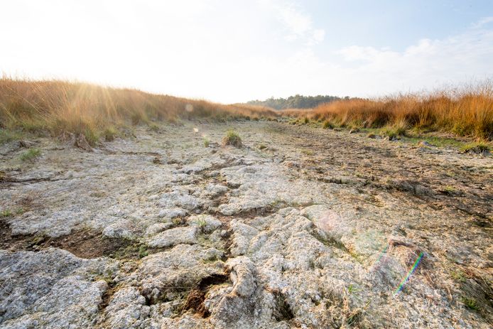 Het is droog in de natuur. Zo zag het Wierdenseveld eruit tijdens de droogte van een paar jaar terug.