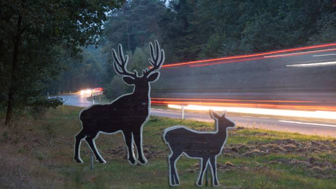 Let op! Grotere kans op wildaanrijdingen dit weekend