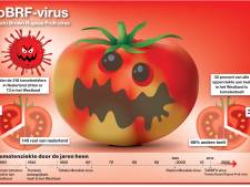 Tomatenvirus blijft zich uitbreiden in Nederland