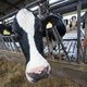 VS heft ban op Nederlands kalfsvlees op