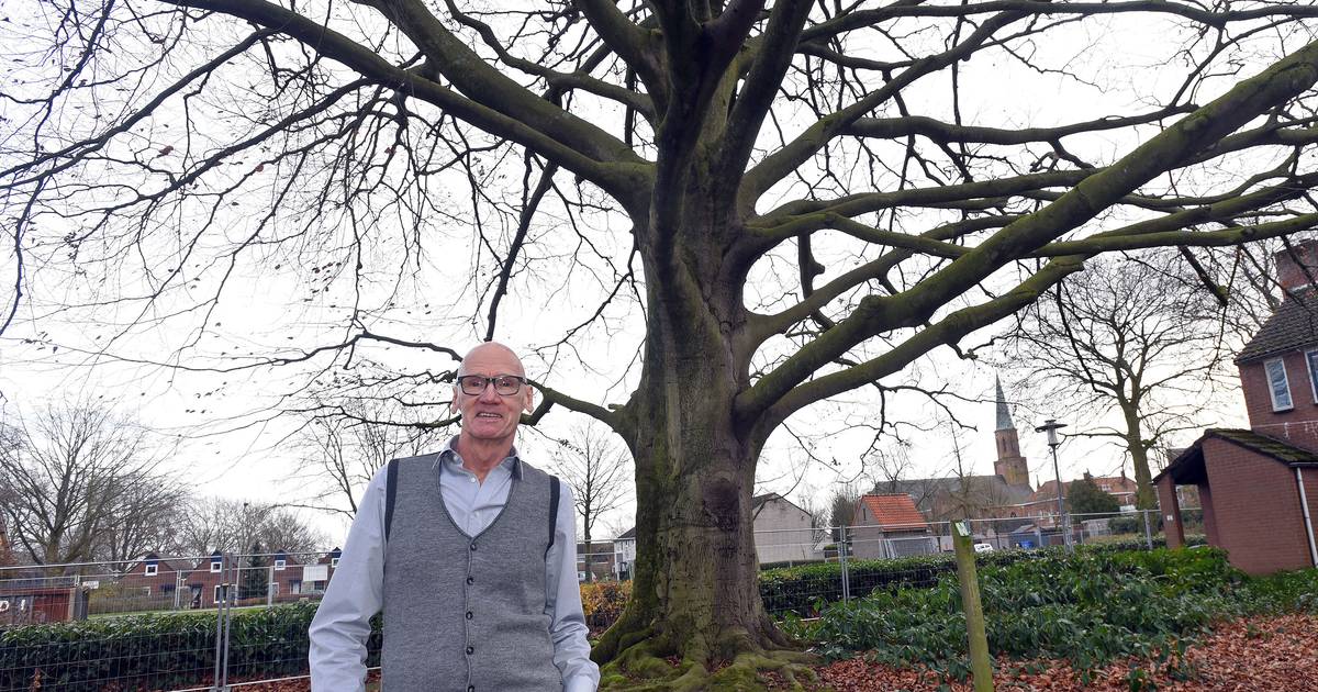 Eén van de mooiste bomen van Zeeland staat opeens vol in het zicht