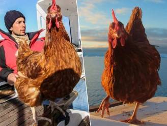 Afscheid van Monique: beroemde kip die al zeilend de wereld rondreisde met baasje overleden 