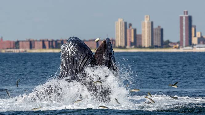 Walvissen terug in New York nu haven is opgeschoond: ‘Een overvloed aan leven is terug’