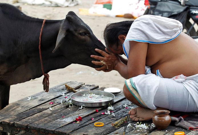 Een hindoe eert een koe bij de rivier Sangam in Allahabad, India.