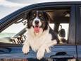 Een hond stevig en correct vastmaken tijdens het autorijden is belangrijker dan je denkt.