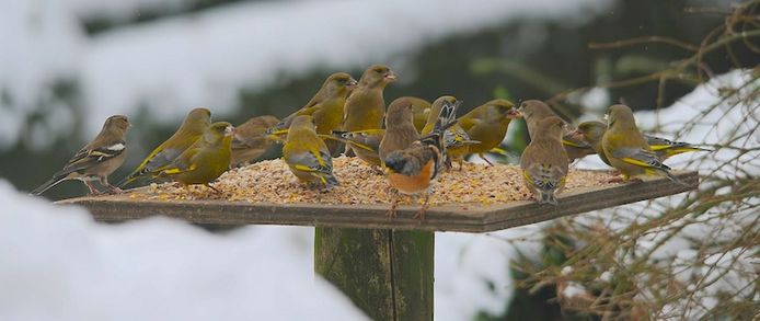 fusie argument Vervullen Natuurpunt bouwt voedertafels met kinderen | Herzele | hln.be