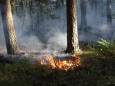Opnieuw meerdere branden in Oisterwijks bosgebied: ‘Mogelijk sprake van brandstichting’