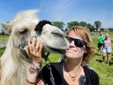 Liefde nodig? Ga in knuffeltherapie met kameel Einstein: ‘Daar kan geen psychiater tegenop’