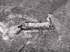 Des preuves de l'existence du monstre du Loch Ness... ou presque