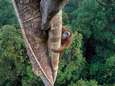 Hij zat drie dagen in een boom te wachten: Tim Laman neemt mooiste natuurfoto van het jaar