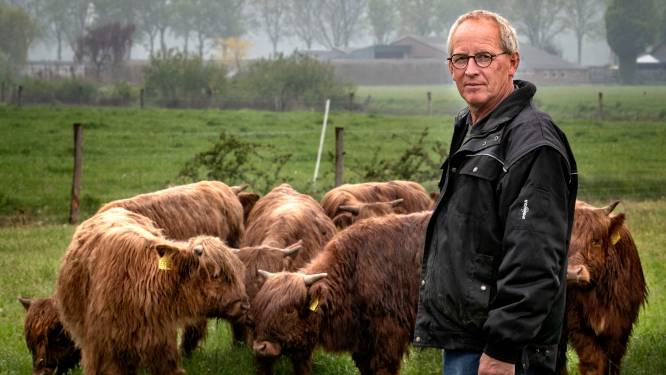 Getroffen boer uit Someren-Eind na aanval wolf: ‘Hooglanders zijn mijn visitekaartje’
