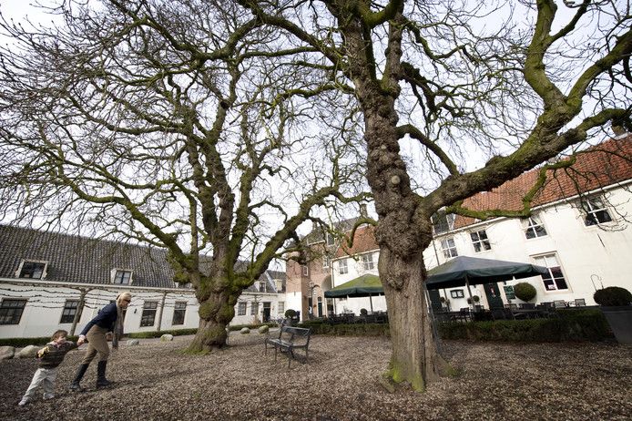 De gemeente gaat maatregelen nemen om de veiligheid van de monumentale kastanjes op het Kasteelplein in Montfoort te waarborgen.