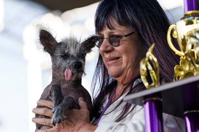 Naakthond Scooter verkozen tot lelijkste hond ter wereld