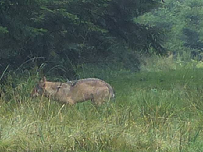 Unieke ontmoeting in Ardennen: wolf gefotografeerd vanop amper 50 meter afstand