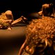 Amsterdam Fringe Festival: diverser, bizarder en (bij vlagen) genialer wordt het niet