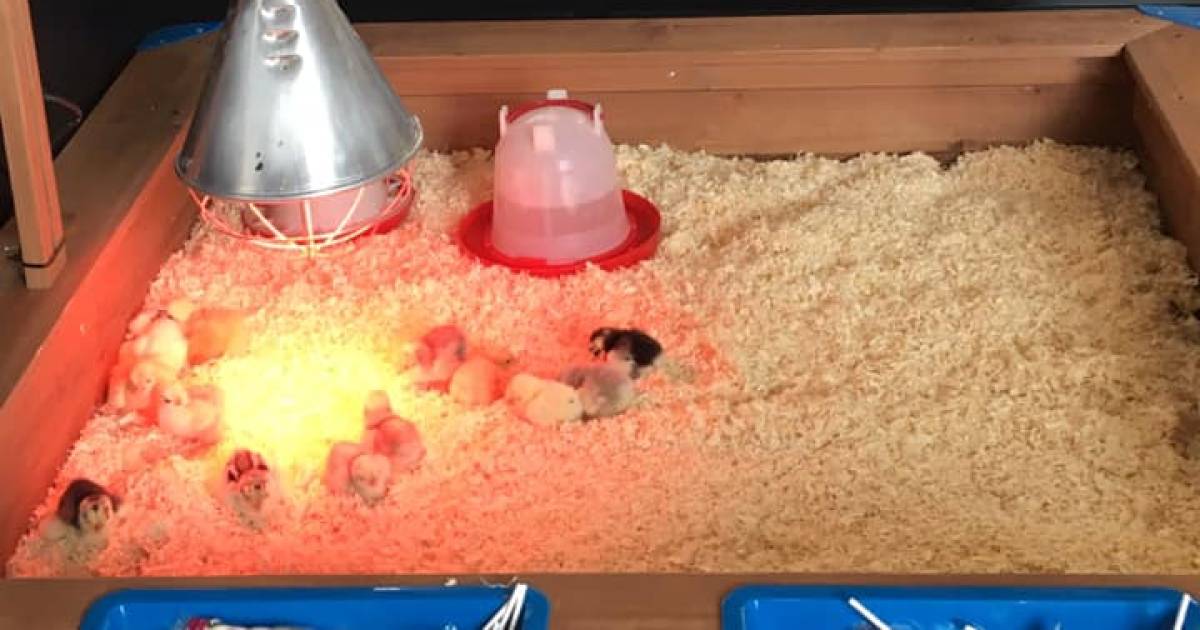 kuikentjes tijdens de paasdagen het zijn levende dieren als decoratie tilburg e o bd nl