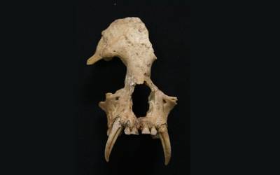 Uitgestorven gibbonsoort aangetroffen in eeuwenoude keizerlijke graftombe