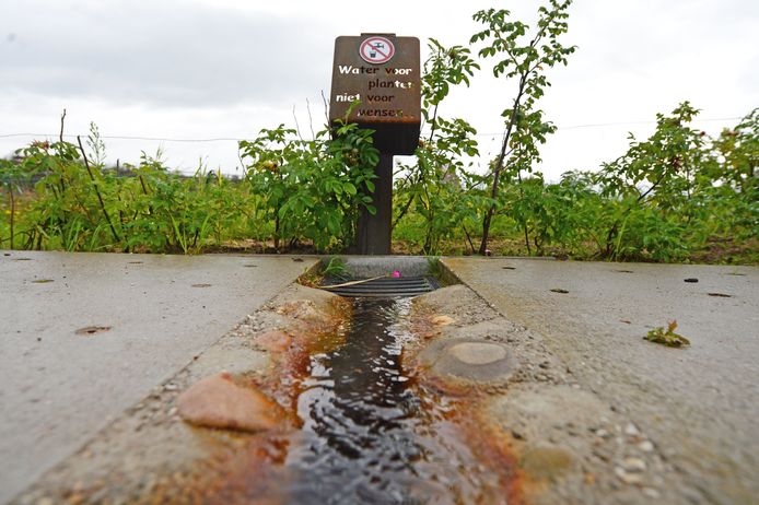 'Water voor planten niet voor mensen'. Roestbruin vocht wekt associaties met koffie op, weten ze bij de Midwinterhoornplantage.