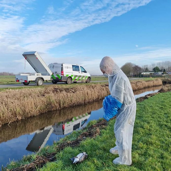 Vrijwilligers van de Dierenambulance Noord-West Veluwe zijn druk met het ophalen van door vogelgriep omgekomen vogels. Ze doen dat met de strengste voorzorgmaatregelen, zoals een beschermingspak.
