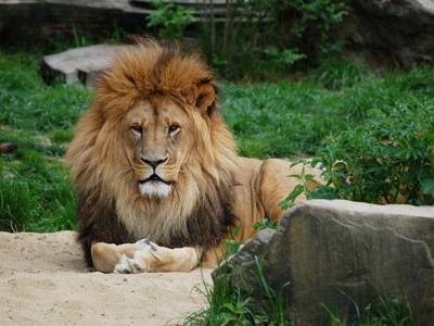 Lion bites caretaker (35) to death while feeding in zoo in Nigeria