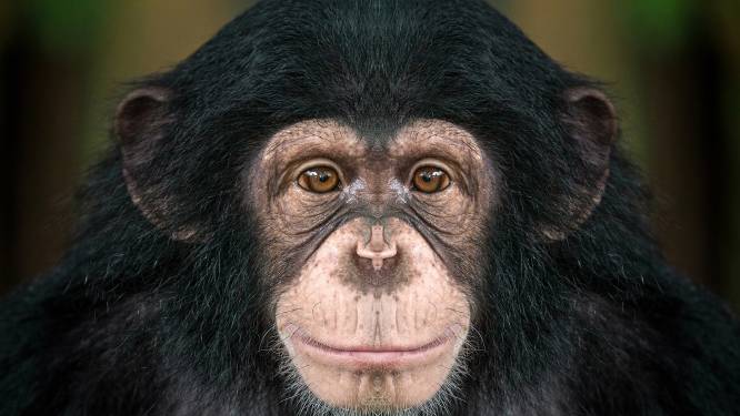 Op de valreep gingen Portugese chimpansees niet naar Charkov