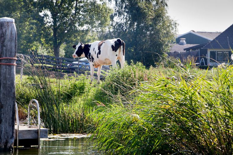 De Vecht leeft weer - Trouw