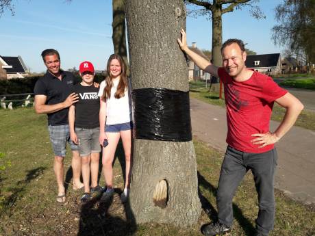 ‘Rouwband’ om eik als wapen tegen processierups: in Moergestel willen ze de jeuk voor zijn