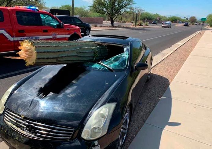 De cactus doorboorde voorruit van de auto. Als bij een wonder raakte niemand gewond.