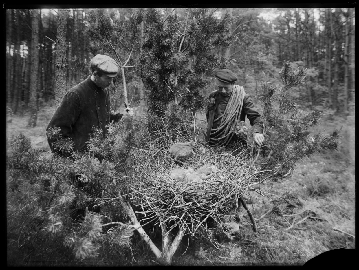 Helpers van Richard Tepe bij uit een boom gezaagd nest van jonge Blauwe reigers, Gietelo (1911). Beeld Richard Tepe / Nederlands Fotomuseum