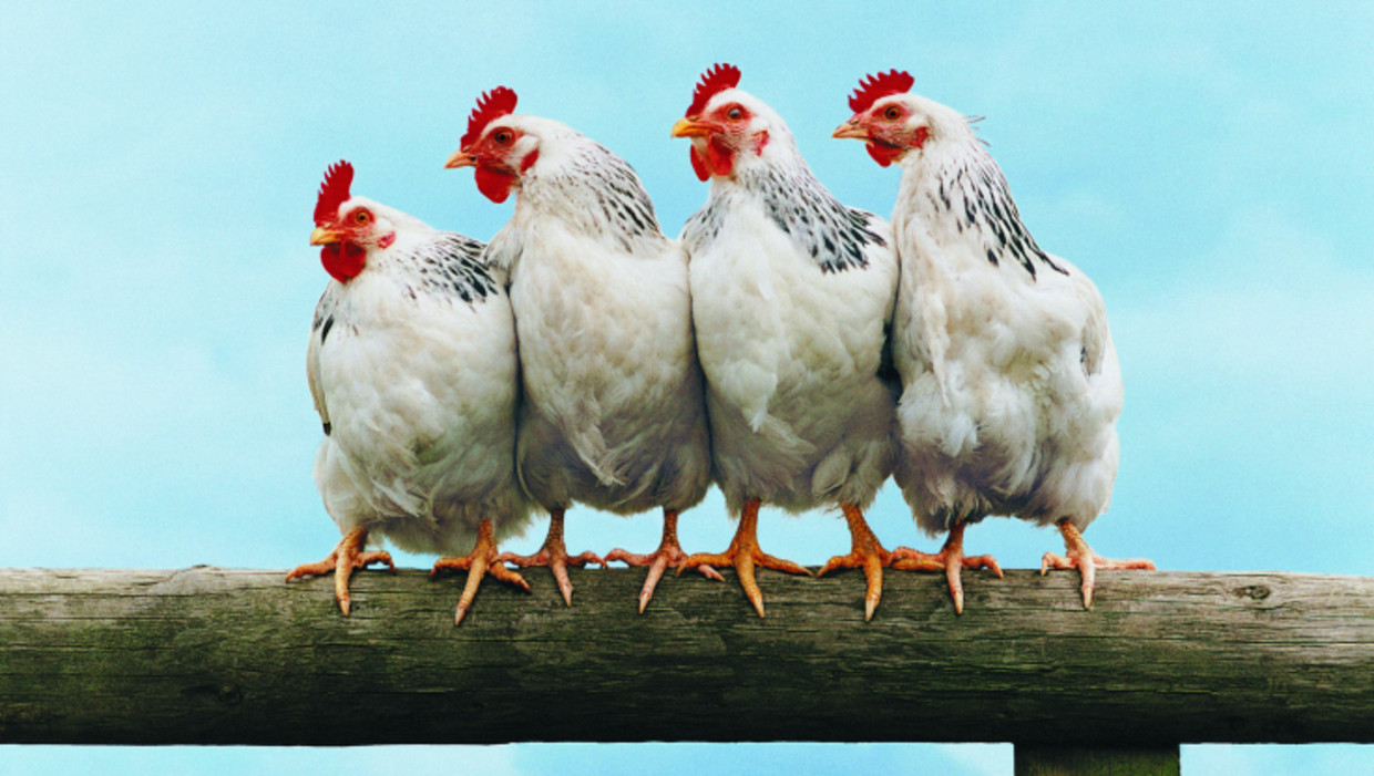 null Beeld thinkstock