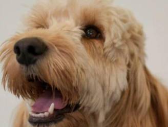 Hond redt jongetje dat zichzelf opsluit in draaiende droogkast