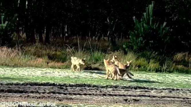 Plus de vingt loups désormais installés en Belgique