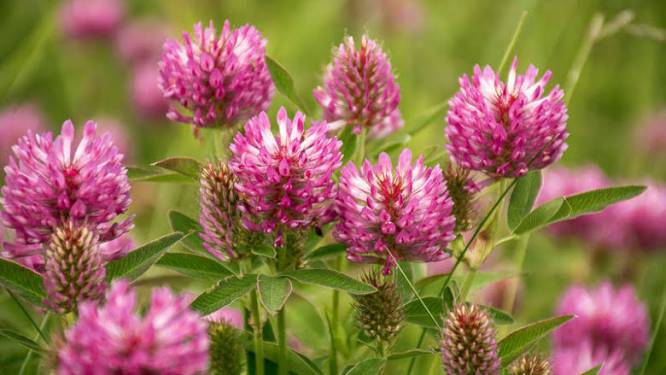 Vanaf maandag kunnen Zemstenaren gratis bloemzakjes ophalen
