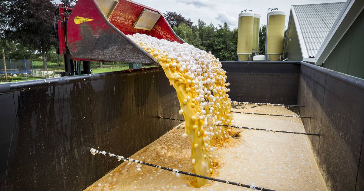 Hoe het gif in de eieren kwam; in Nederhemert blijft het stil