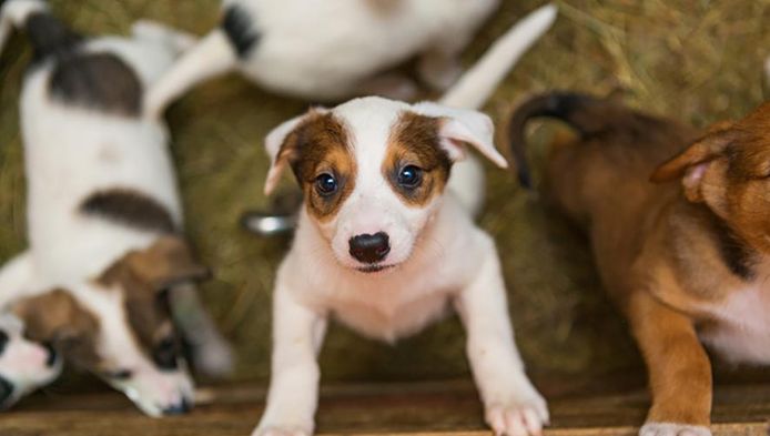 Illustratiefoto, niet de puppy's in kwestie.
