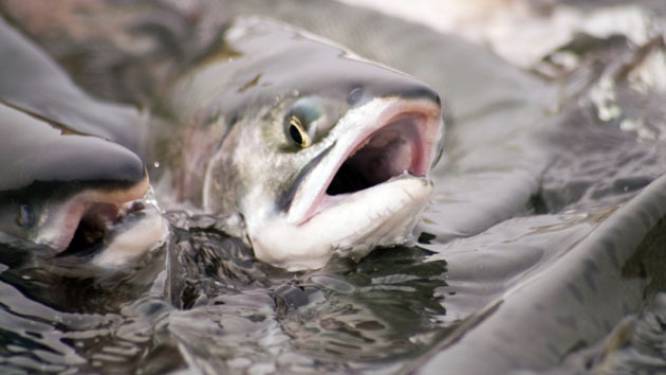 "Le feu vert de l'UE aux farines animales pour les poissons tombe mal"